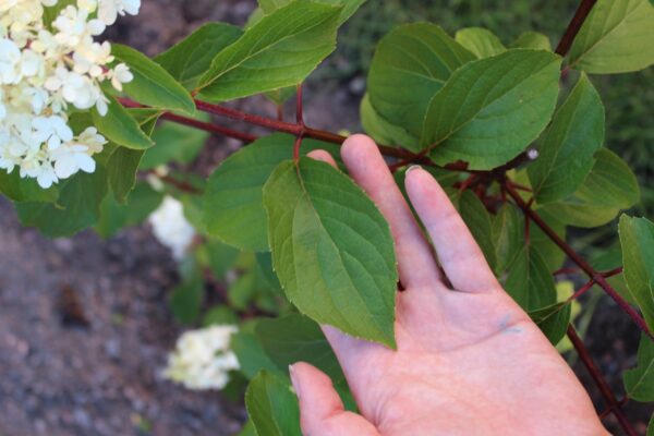 Hydrangea paniculata 'Grandiflora' - Bild 2