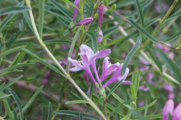 Lonicera syringantha - Bild 2
