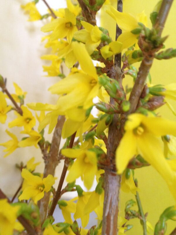 Forsythia intermedia 'Freja' E - Bild 3