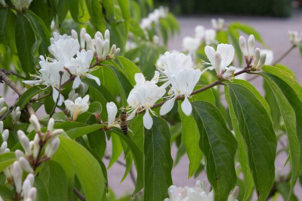 Lonicera maackii 'Kristall' E - Bild 4