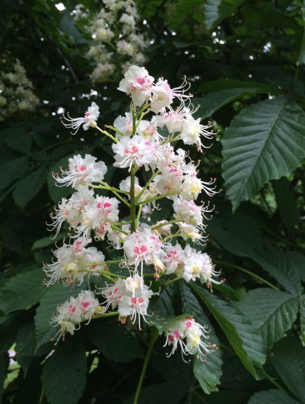 Aesculus hippocastanum - Bild 5