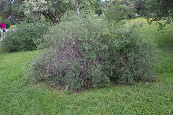 Lonicera syringantha