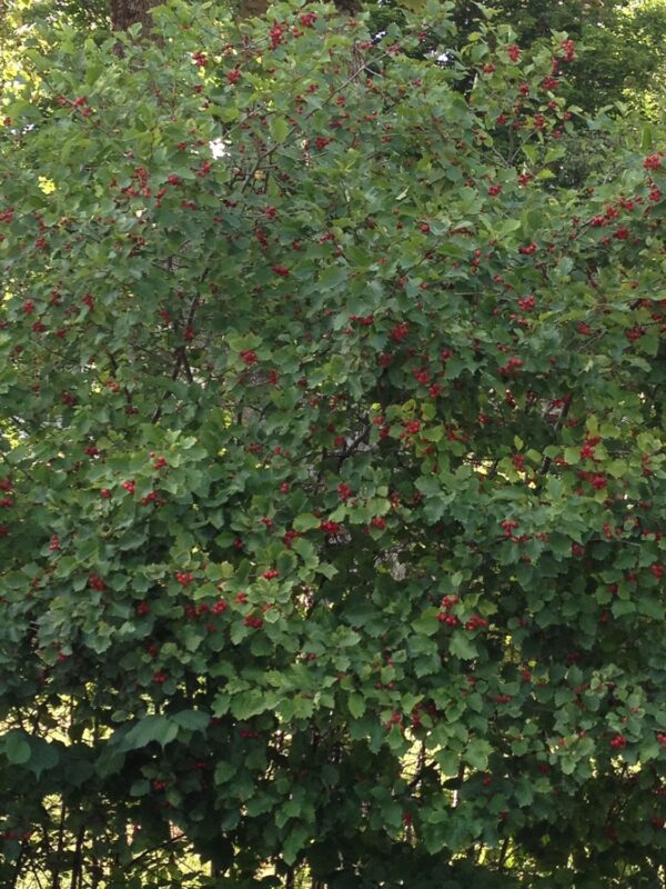 Crataegus flabellata var. grayana fk Uppsala E
