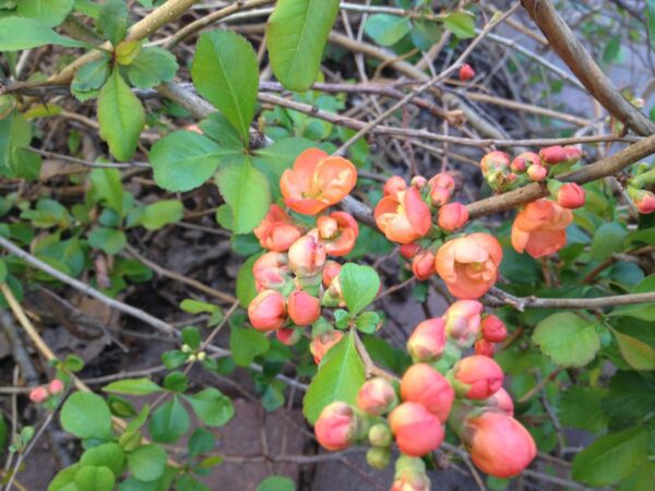 Chaenomeles japonica fk Motala E