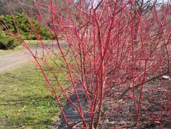 Cornus alba 'Sibirica'