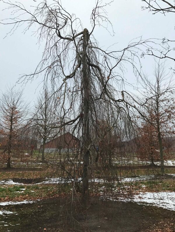 Fagus sylvatica 'Pendula' - Bild 5