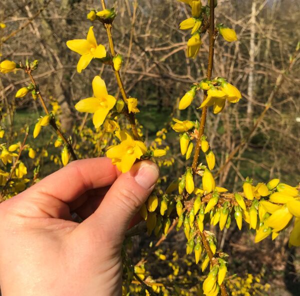 Forsythia intermedia 'Freja' E - Bild 2