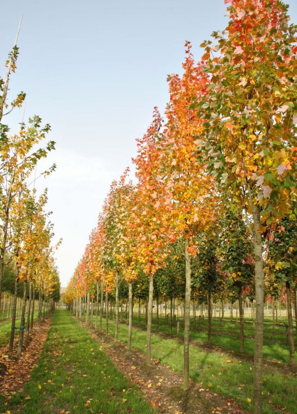 Acer rubrum 'Bowhall' - Bild 3