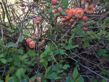 Chaenomeles