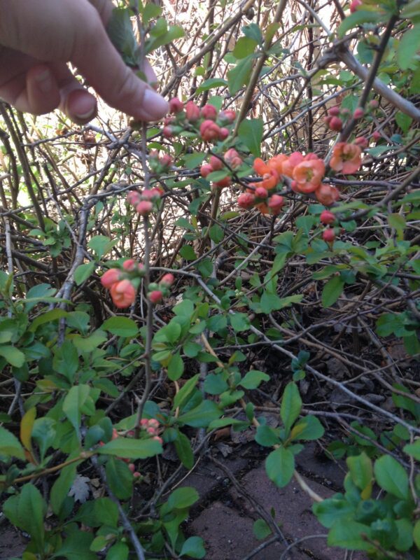 Chaenomeles japonica fk Motala E - Bild 3