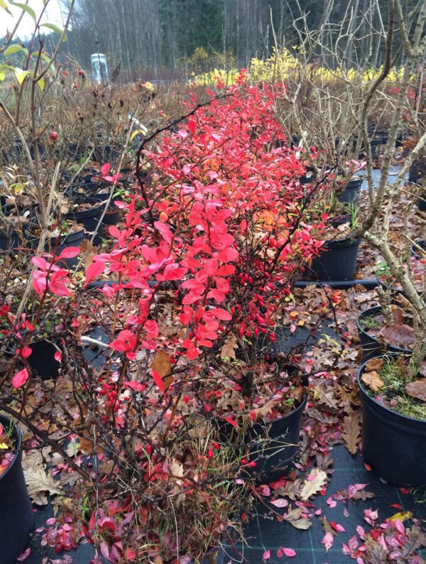 Berberis thunbergii 'Atropurpurea Nana' - Bild 3