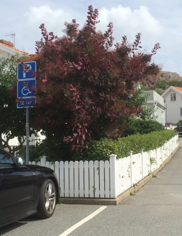 Cotinus coggygria 'Royal Purple' - Bild 4