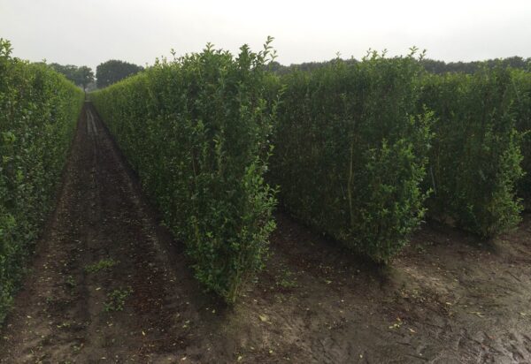 Ligustrum ovalifolium