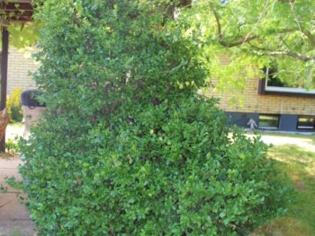Euonymus fortunei 'Radicans'
