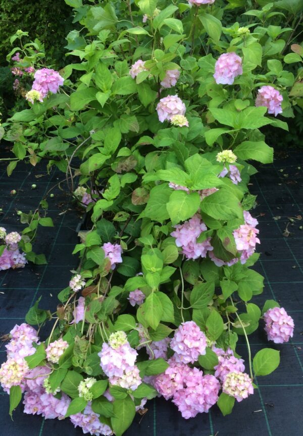 Hydrangea macrophylla 'Bouquet Rose' - Bild 2