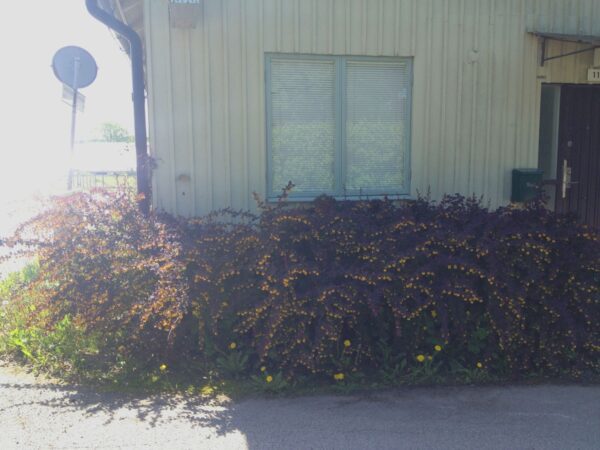 Berberis thunbergii 'Atropurpurea' - Bild 3