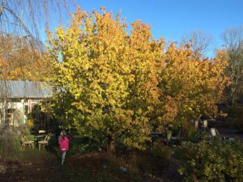 Cornus