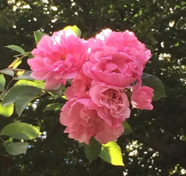 Rosa 'John Davis'