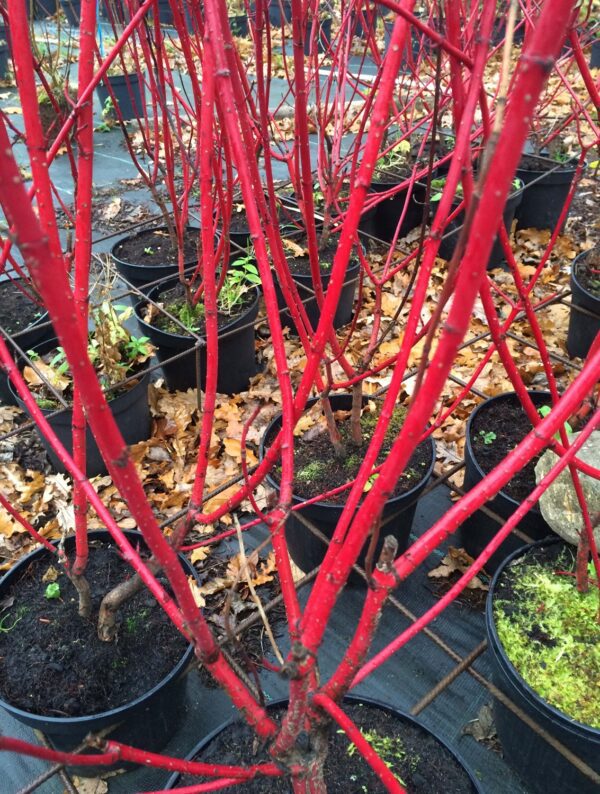 Cornus alba 'Sibirica' - Bild 2