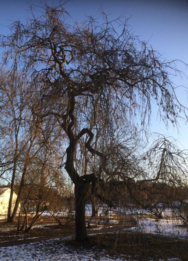 Fraxinus excelsior 'Pendula'
