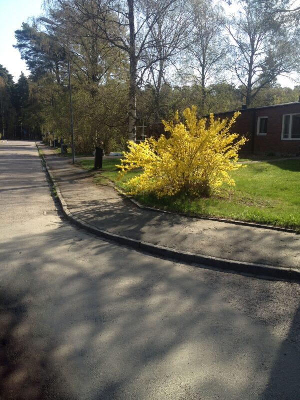 Forsythia intermedia 'Freja' E