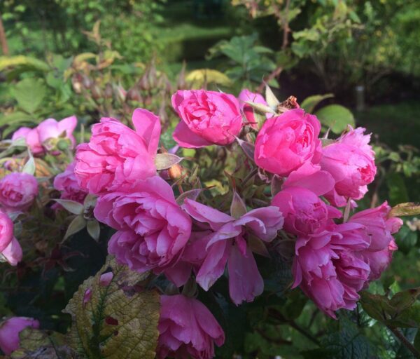 Rosa 'Pink Grootendoorst'