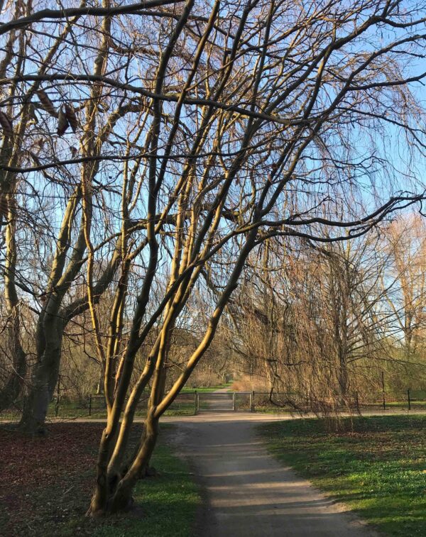 Laburnum alpinum - Bild 4
