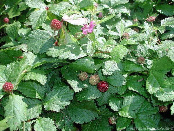 Rubus x stellarcticus 'Anna'