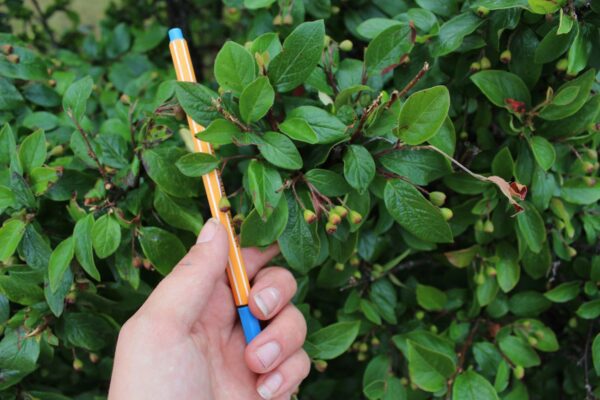 Cotoneaster lucidus - Bild 2