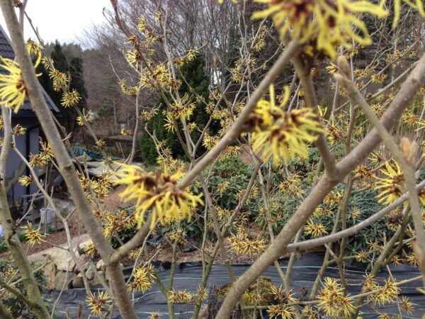 Hamamelis intermedia 'Westerstede' - Bild 2