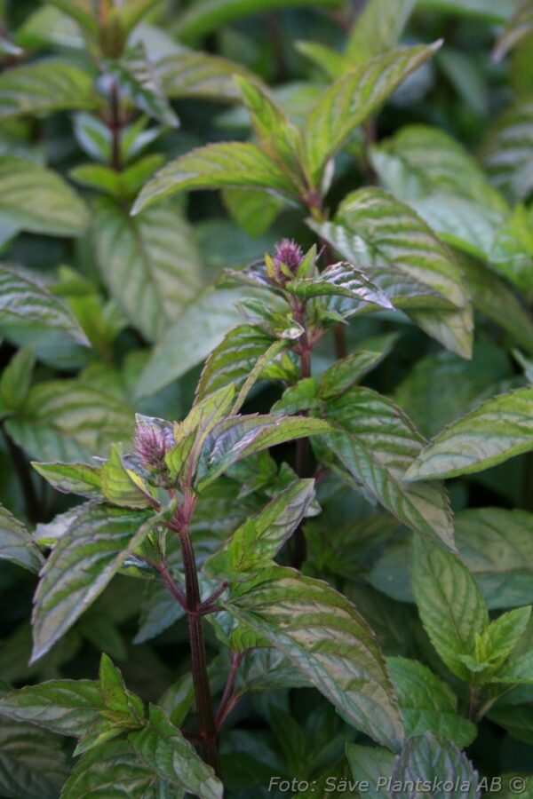 Mentha x piperita 'Spearmint'