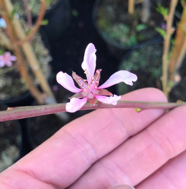 Prunus persica 'Frost'