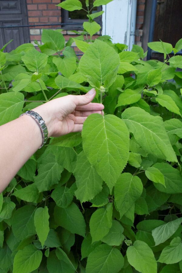 Hydrangea arborescens 'Annabelle' - Bild 3