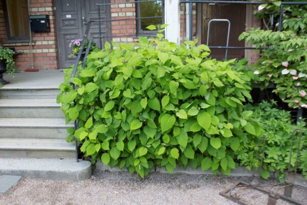 Hydrangea arborescens 'Annabelle' - Bild 2