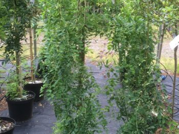 Caragana arborescens 'Pendula'
