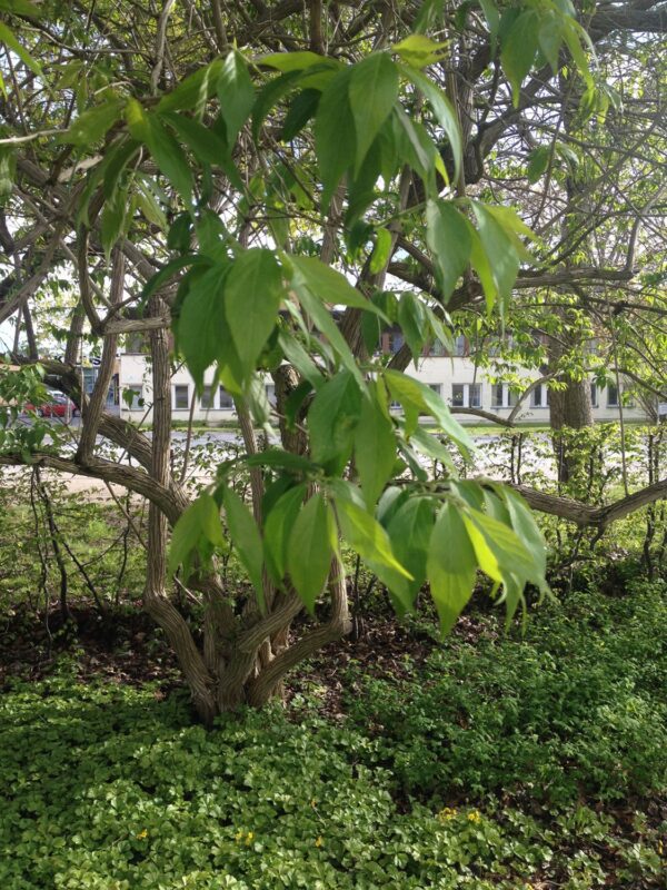 Lonicera maackii 'Kristall' E - Bild 3