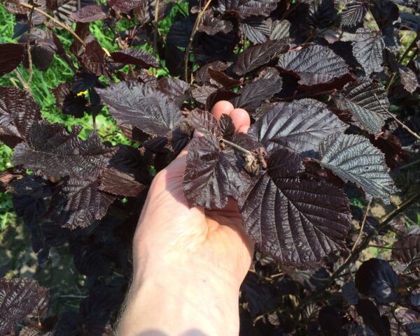 Corylus maxima 'Purpurea' - Bild 2