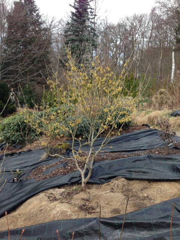 Hamamelis intermedia 'Westerstede'