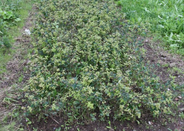 Lonicera morrowii 'Nor'