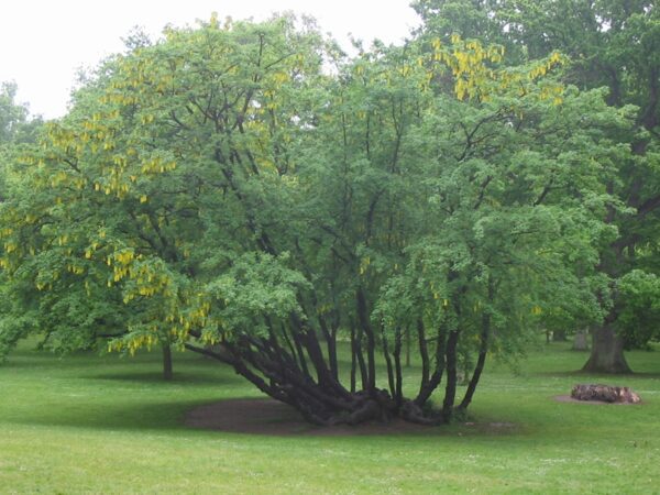 Laburnum alpinum - Bild 2