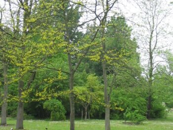 Gleditsia