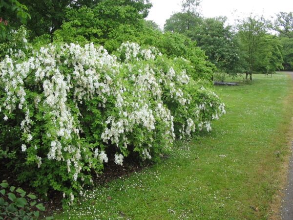 Exochorda 'The Bride' - Bild 2