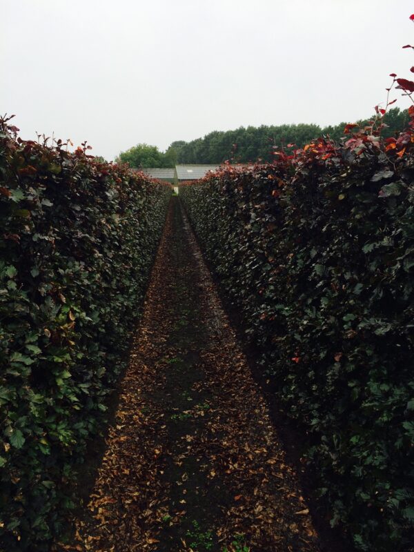 Fagus sylvatica 'Atropurpureum'