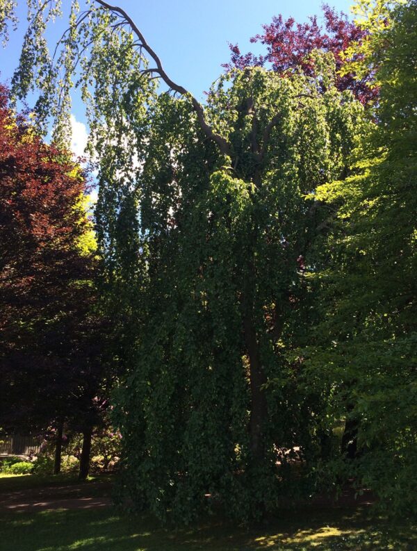 Fagus sylvatica 'Pendula' - Bild 2