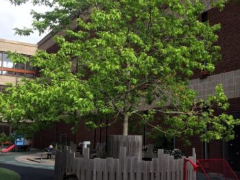 Acer negundo fk 'Alnarp' helbild på skolgård