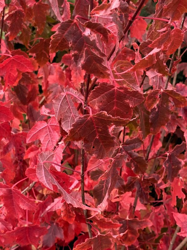 Acer tataricum ssp ginnala fk Uppsala E - Bild 4