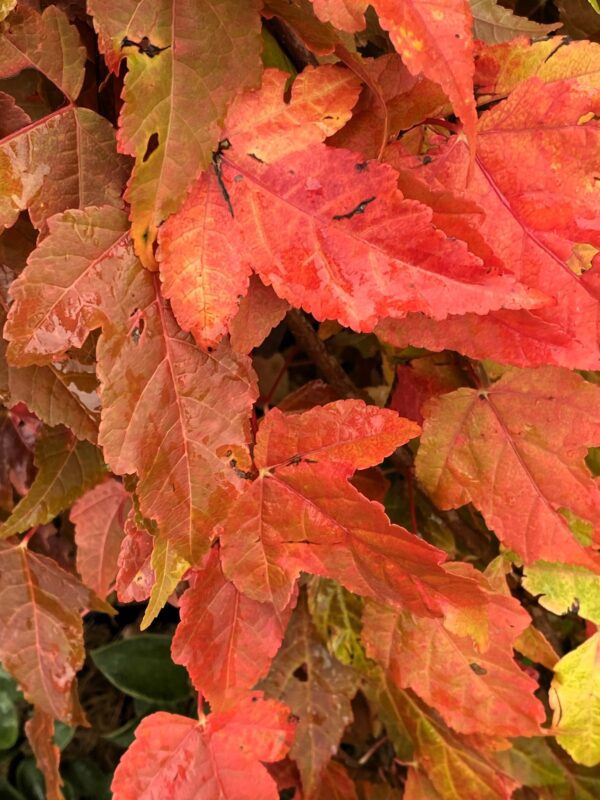 Acer tataricum ssp ginnala fk Uppsala E - Bild 3