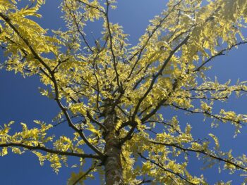 Gleditsia triacanthos 'Sunburst'
