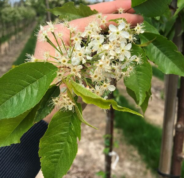 Prunus pensylvanica