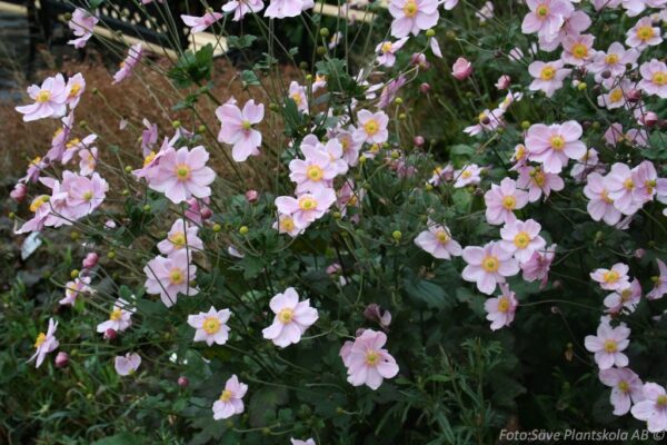 Anemone hybrida 'Königin Charlotte'